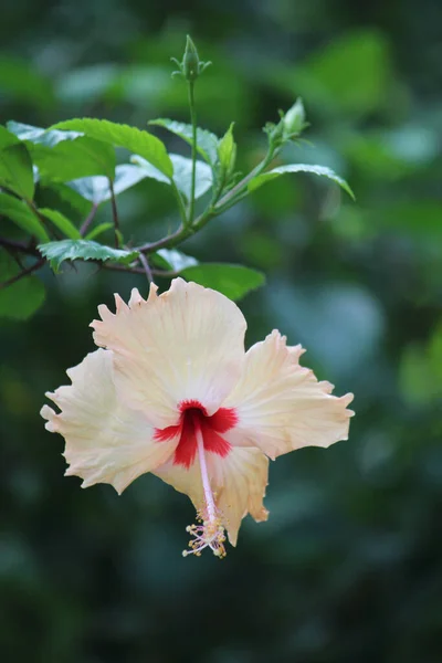 Zbliżenie Ujęcie Pięknego Hawajskiego Hibiskusa Shoeblackplant Kwiat Rozmytym Zielonym Tle — Zdjęcie stockowe