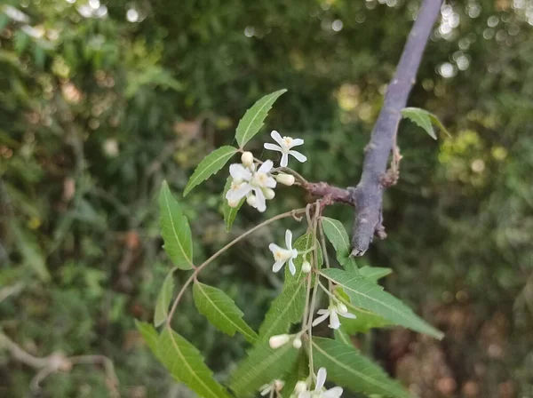 Sebuah Gambar Makro Bunga Lili Kecil Dan Daun Hijau Pohon — Stok Foto