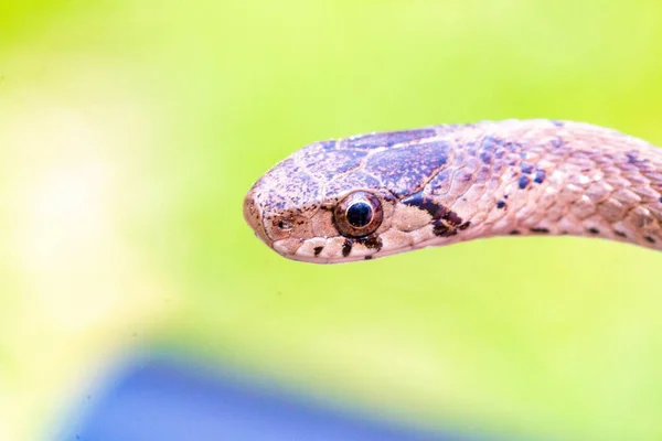 Selektywne Ujęcie Noworodka Brązowego Węża Znanego Jako Storeria Dekayi — Zdjęcie stockowe