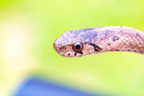 Enfoque Selectivo Una Serpiente Marrón Recién Nacida Conocida Como Storeria — Foto de Stock