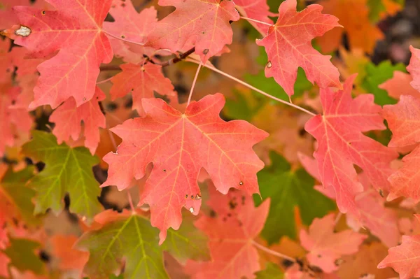 Een Closeup Van Rode Herfst Loof Een Boom — Stockfoto