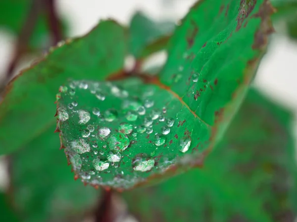 Close Gotas Orvalho Uma Folha Verde — Fotografia de Stock