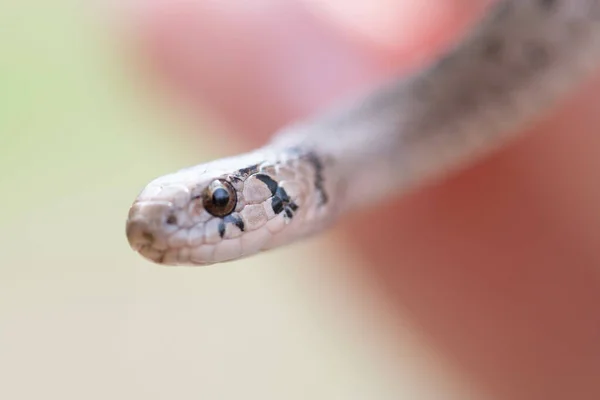 Eine Selektive Fokusaufnahme Einer Neugeborenen Braunen Schlange Namens Storeria Dekayi — Stockfoto