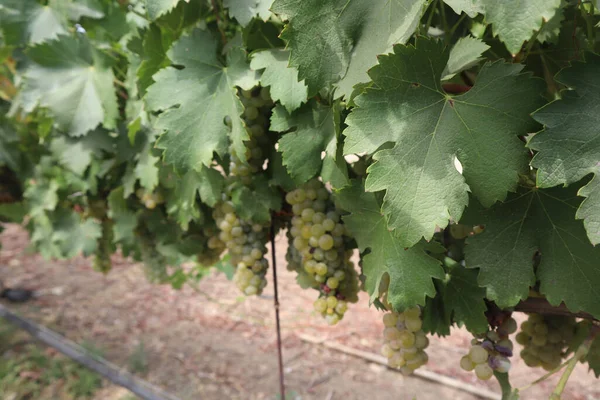 Close Uvas Crescendo Uma Vinha Livre — Fotografia de Stock