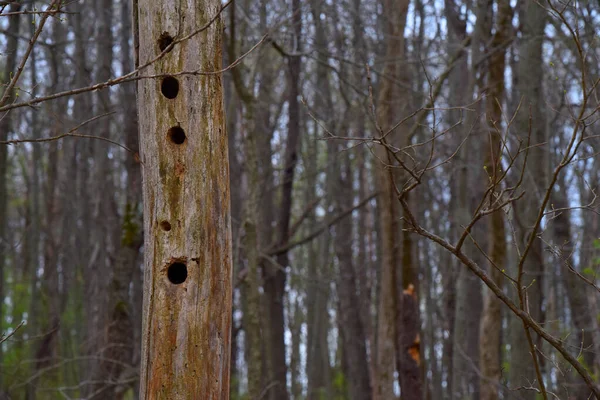 Селелективный Снимок Ствола Дерева Отверстиями Лесу — стоковое фото