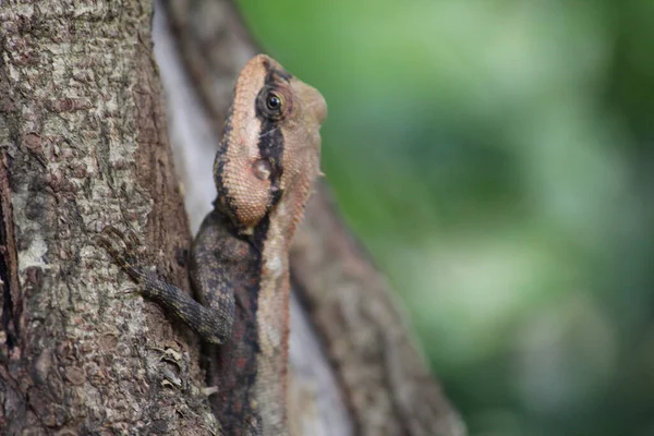 Primer Plano Lagarto Agamid Tronco Árbol — Foto de Stock