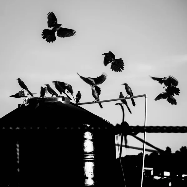 Силуэт Стаи Птиц Сидящих Летающих Вокруг Огромного Резервуара Ферме — стоковое фото