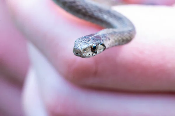 新生児褐色の蛇 ストレリア デケイ の選択的焦点撮影 — ストック写真