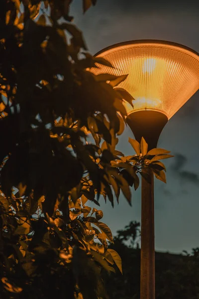 Detailní Záběr Osvětlené Lampy Zarámované Rostlinnými Listy — Stock fotografie