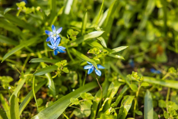 Vue Aérienne Petites Lueurs Bleues Feuilles Vertes Dans Champ — Photo