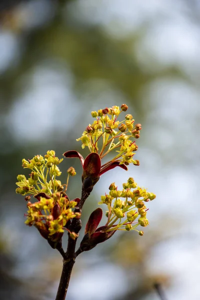 Disparo Vertical Arce Flor Amarilla —  Fotos de Stock