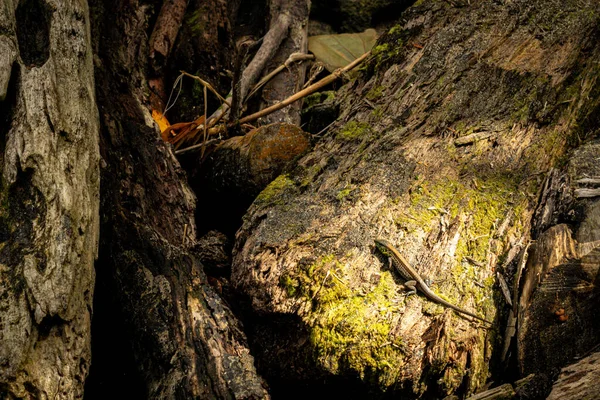 Tiro Close Lagarto Tronco Árvore Musgosa — Fotografia de Stock