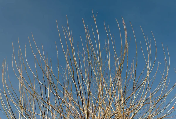 Pianta Secca Sfondo Cielo Blu — Foto Stock