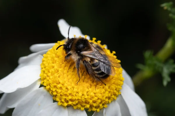Detailní Záběr Včely Pulzující Květinovou Sedmikrásku Zahradě Popíjející Nektar — Stock fotografie
