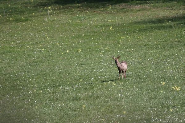 Veado Corça Selvagem Prado Verde — Fotografia de Stock