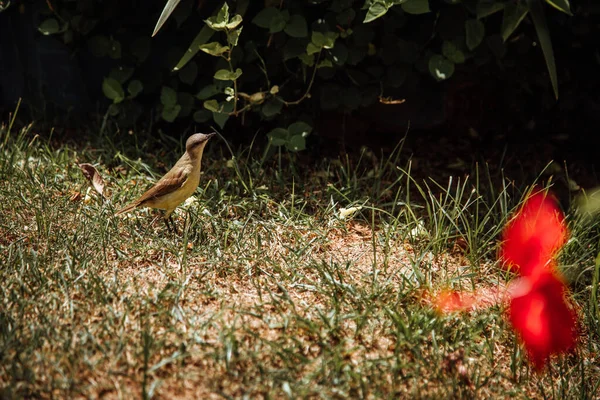 Прекрасный Снимок Пшеничной Птицы Поле — стоковое фото