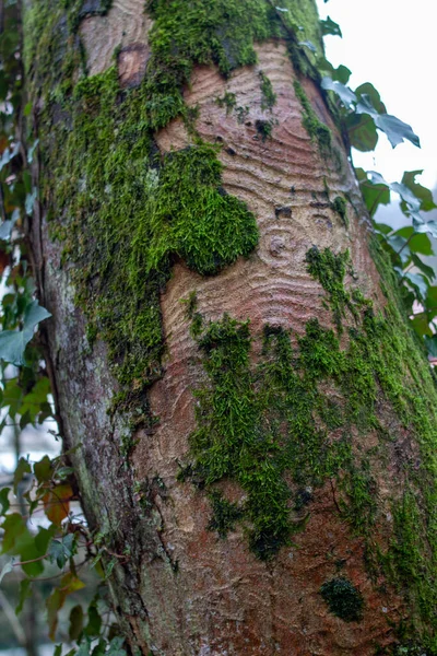 Närbild Bild Bild Grön Mossa Träd Stam — Stockfoto