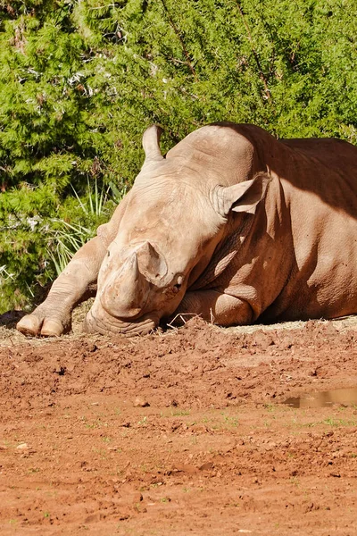 Rinoceronte Blanco Rinoceronte Descansando Sol — Foto de Stock