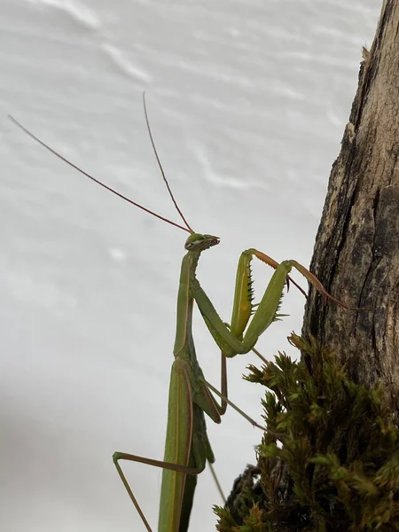 Insecte Mantis Vert Sur Une Surface Bois — Photo