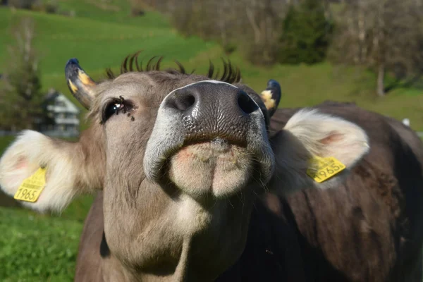 Selective Focus Cow Face Greenfield Countryside — Stock Photo, Image