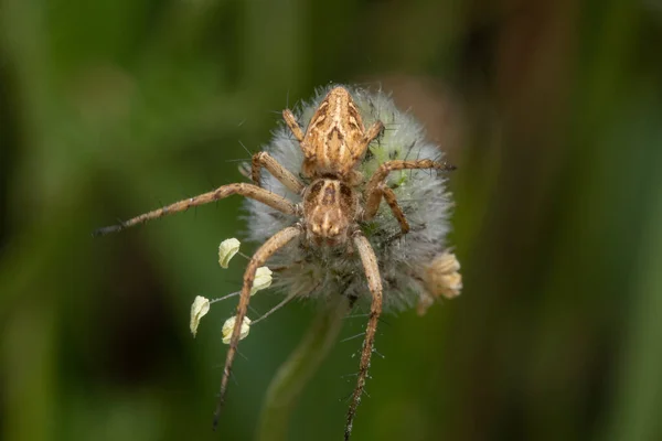 Eine Große Braune Spinne Auf Einer Löwenzahnblüte Wald — Stockfoto