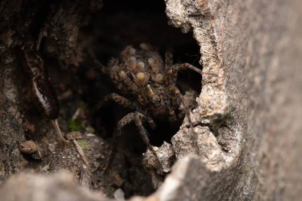 Une Grande Araignée Effrayante Regardant Vers Avenir Dans Son Trou — Photo