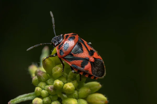一种红色和黑色臭虫 寄生在背景模糊的花园里的绿色植物上 — 图库照片