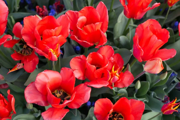 Eine Hochwinkelaufnahme Roter Tulpen Mit Grünen Blättern Hintergrund — Stockfoto