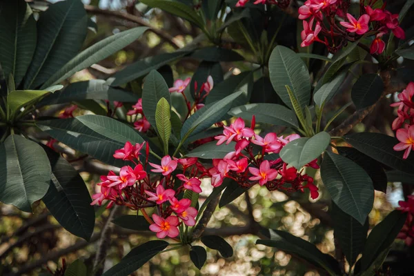 Zbliżenie Ujęcie Kwitnącego Różowego Zachodnioindyjskiego Jaśminu Kwiaty — Zdjęcie stockowe