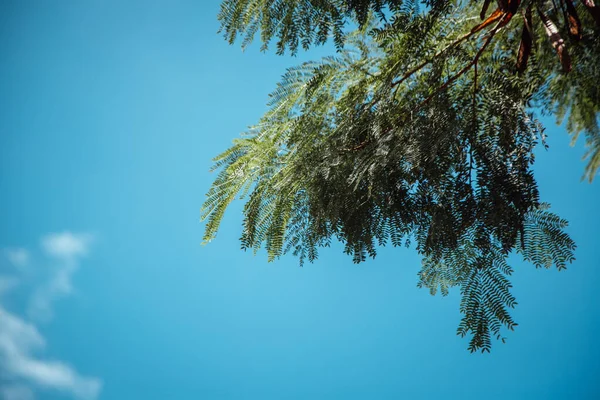 하늘을 배경으로 나뭇가지를 클로즈업 — 스톡 사진