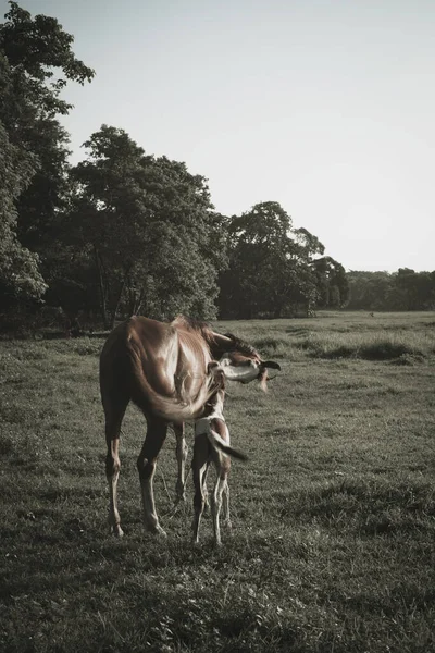Uma Bela Vista Égua Marrom Com Seu Potro Campo Gramado — Fotografia de Stock