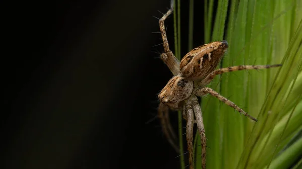 一种巨大的褐色蜘蛛 在背景模糊的森林中沿着植物而下 — 图库照片