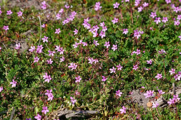 Rózsaszín Virágzó Vörösszárú Filaree Vagy Erodium Cicutarium Kertben — Stock Fotó