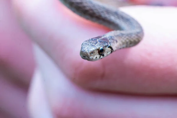 Een Selectieve Focus Shot Van Een Pasgeboren Baby Bruine Slang — Stockfoto