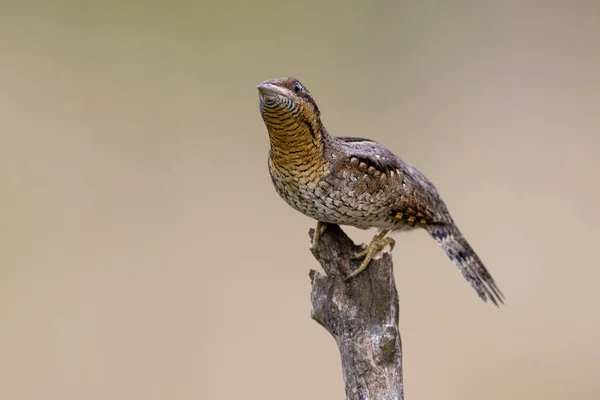 Tiro Ángulo Bajo Pequeño Pájaro Gris Encaramado Palo Madera —  Fotos de Stock