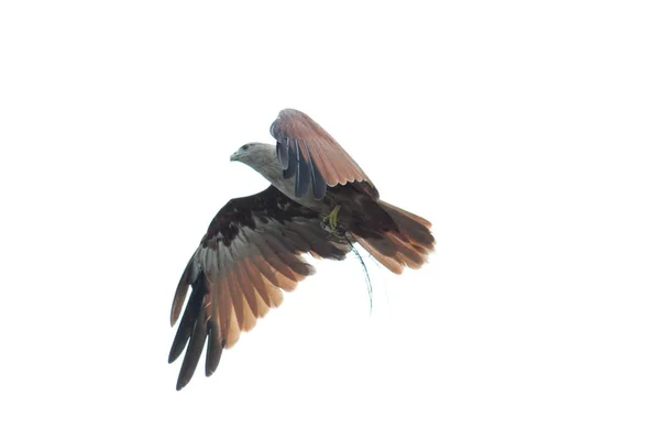 위풍당당 독수리 — 스톡 사진