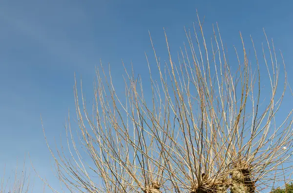 Planta Seca Céu Azul Backgrou — Fotografia de Stock