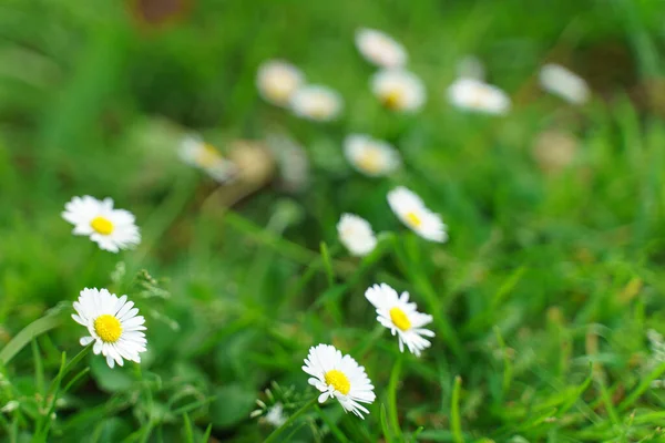 Selective Focus Shot White Daisies Field — Stock Photo, Image