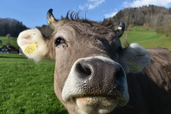 Selective Focus Cow Face Greenfield Countryside — Stock Photo, Image
