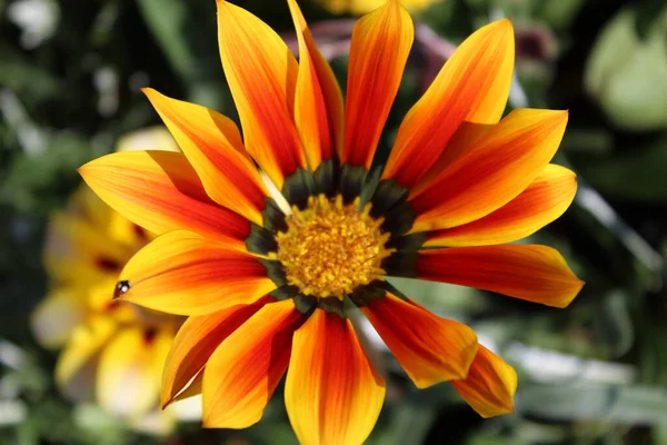 Uma Vista Superior Delicada Margarida Africana Laranja Osteospermum — Fotografia de Stock