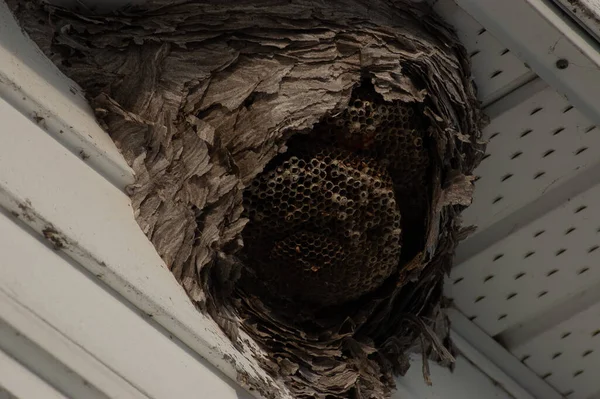 白い天井の下に作られたスズメバチの巣の低角度のショット — ストック写真