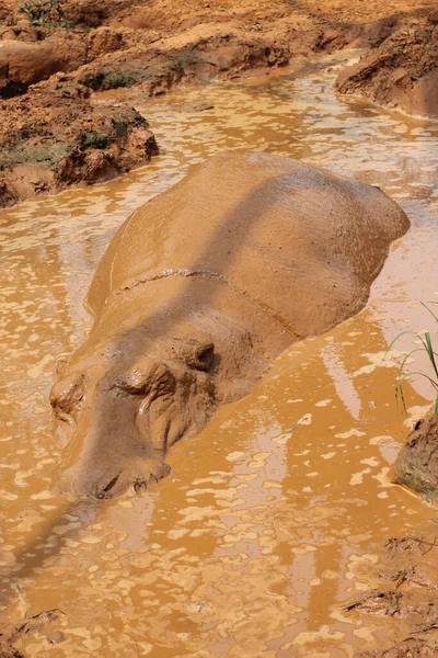 Eine Vertikale Aufnahme Eines Nilpferdes Einem Schmutzigen Wasser — Stockfoto