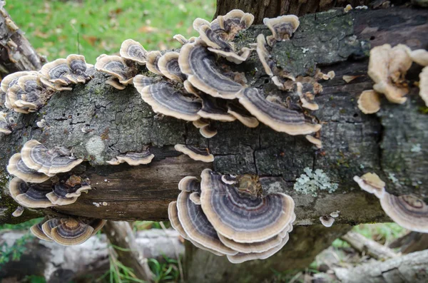 Gros Plan Tramètes Dans Une Forêt — Photo