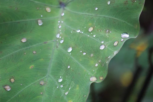 Closeup Shot Water Droplets Green Leaf Drizzle — Stock Photo, Image