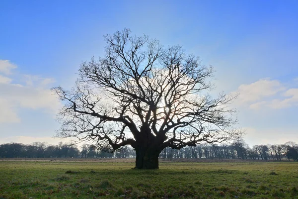 Una Vista Panorámica Viejo Roble Desnudo Campo Abierto Contra Cielo — Foto de Stock