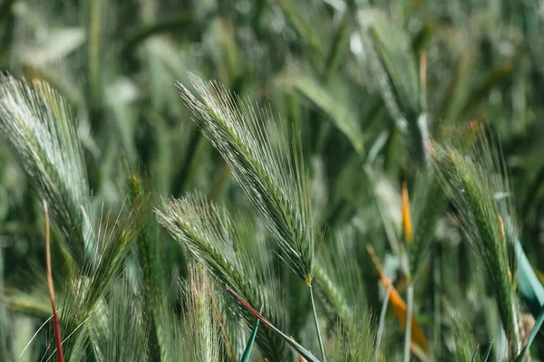 Een Closeup Van Groene Onrijpe Tarwe Bloemen Een Veld — Stockfoto