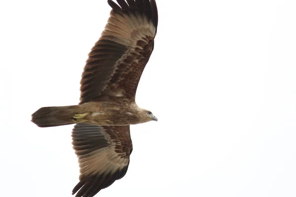 Majestuoso Águila Volando Aislada Sobre Fondo Blanco — Foto de Stock