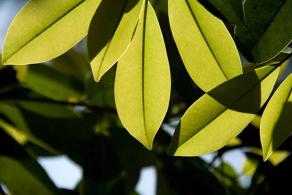 Primer Plano Hojas Que Brillan Luz Del Sol Con Una — Foto de Stock