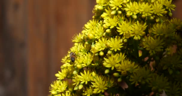 ミツバチは夏の晴れた日に庭で育つ美しい花を受粉させ — ストック動画
