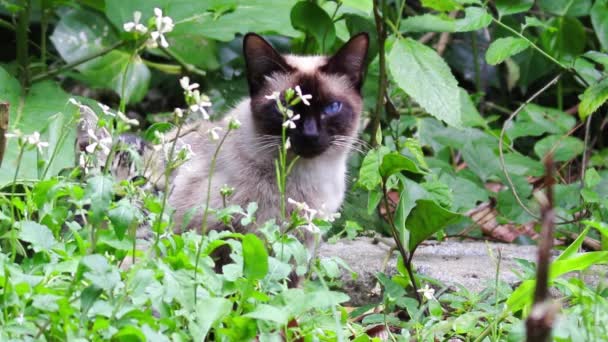 Портрет Милого Кота — стокове відео